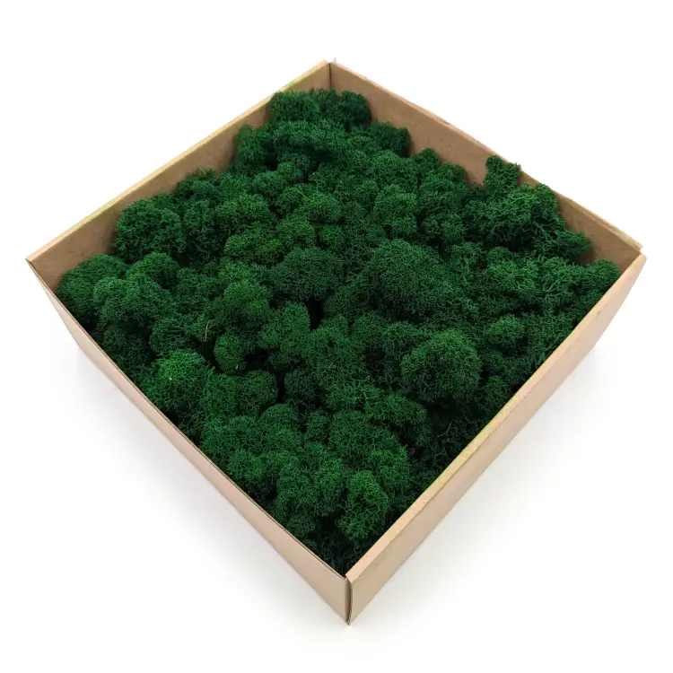 mech Chrobotek Alpejski lesny Zielony.png