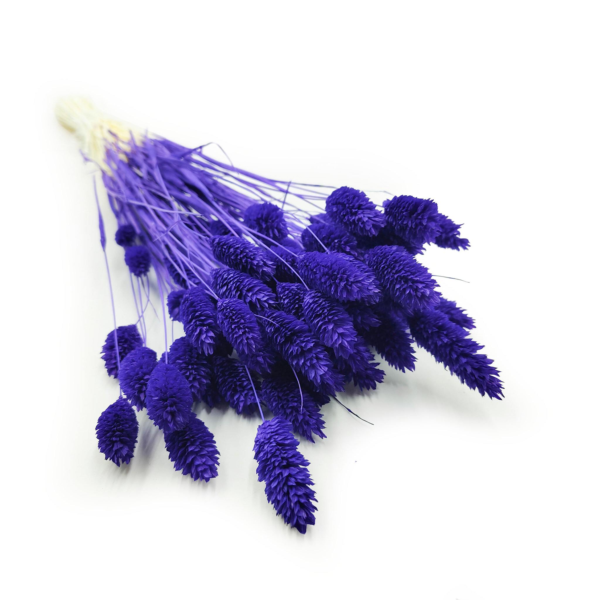 Dried Phalaris - Canary Grass - Navy Blue