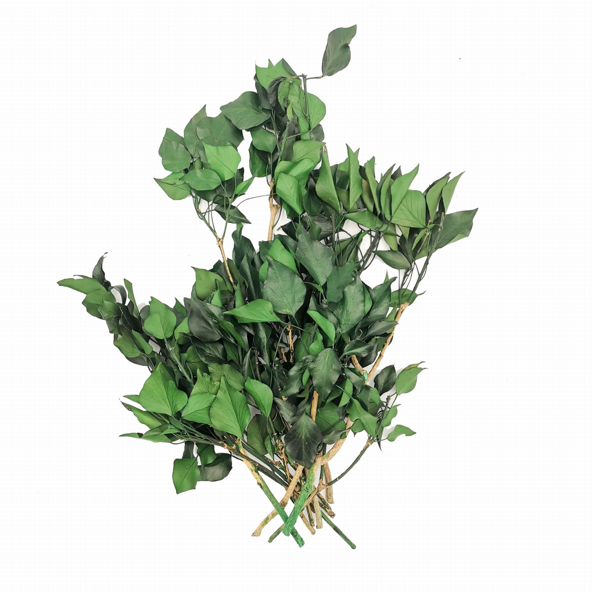 Preserved Ivy - Green