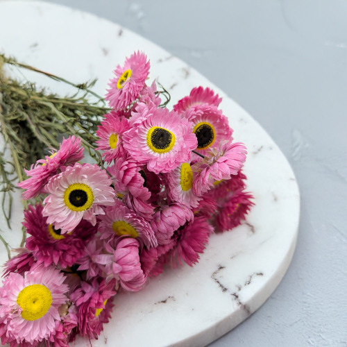 Acrolinium roz prem SZ 2.png