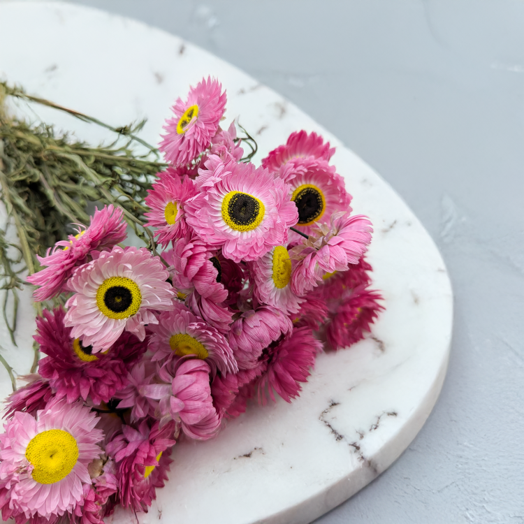 Acrolinium roz prem SZ 2.png