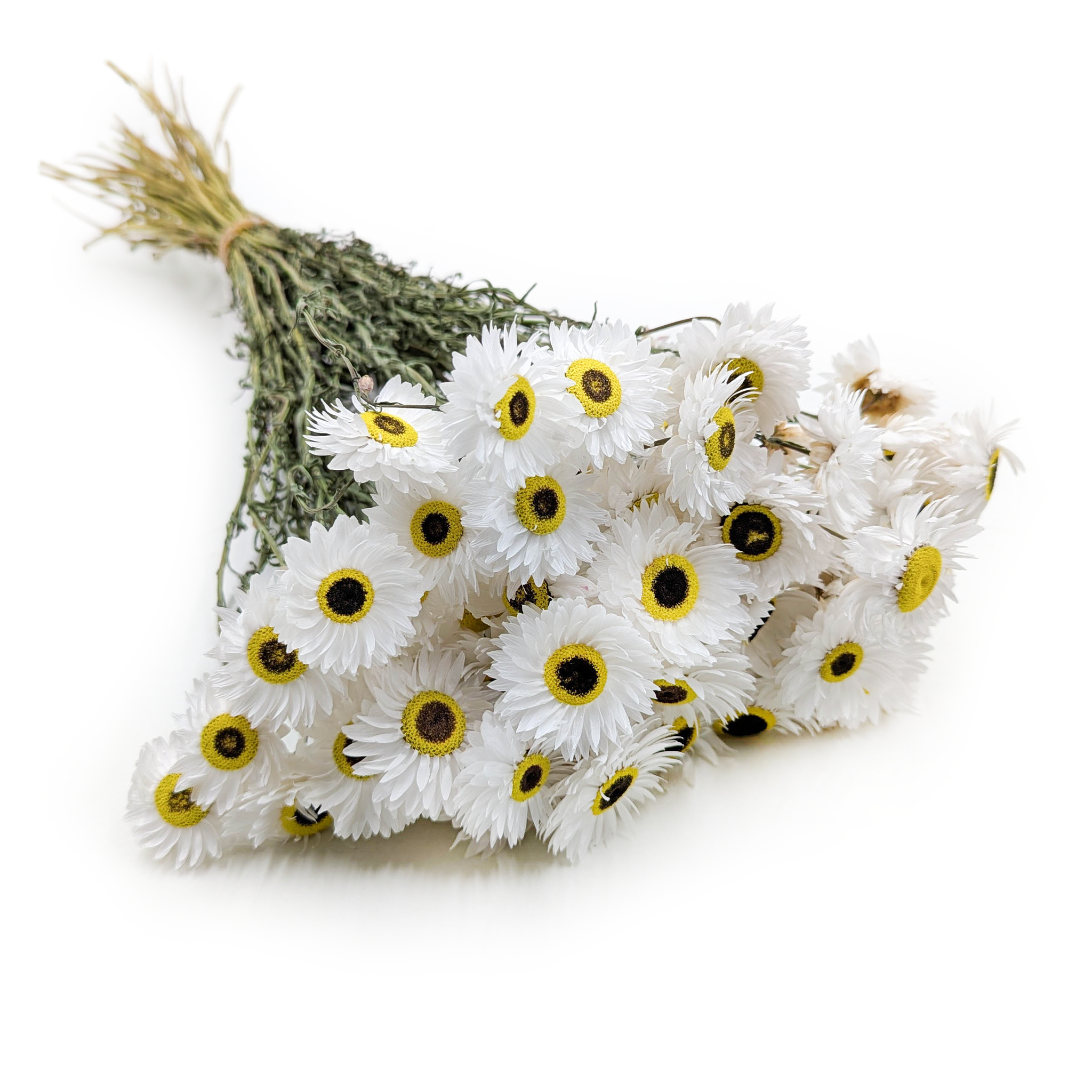 Dried Acroclinium – (Rhodanthe) – White – PREMIUM