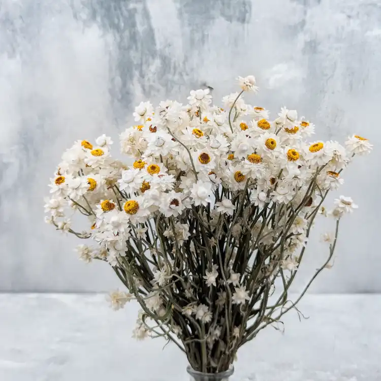 Ammobium nat premium SZ 3.png