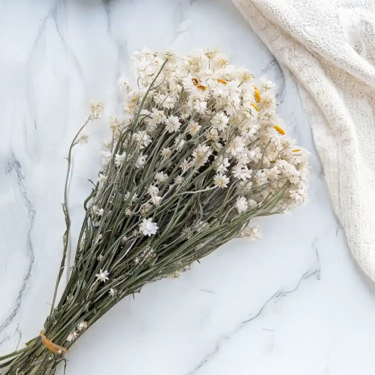 Ammobium nat premium SZ 1.png