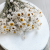 Ammobium nat premium SZ 2.png