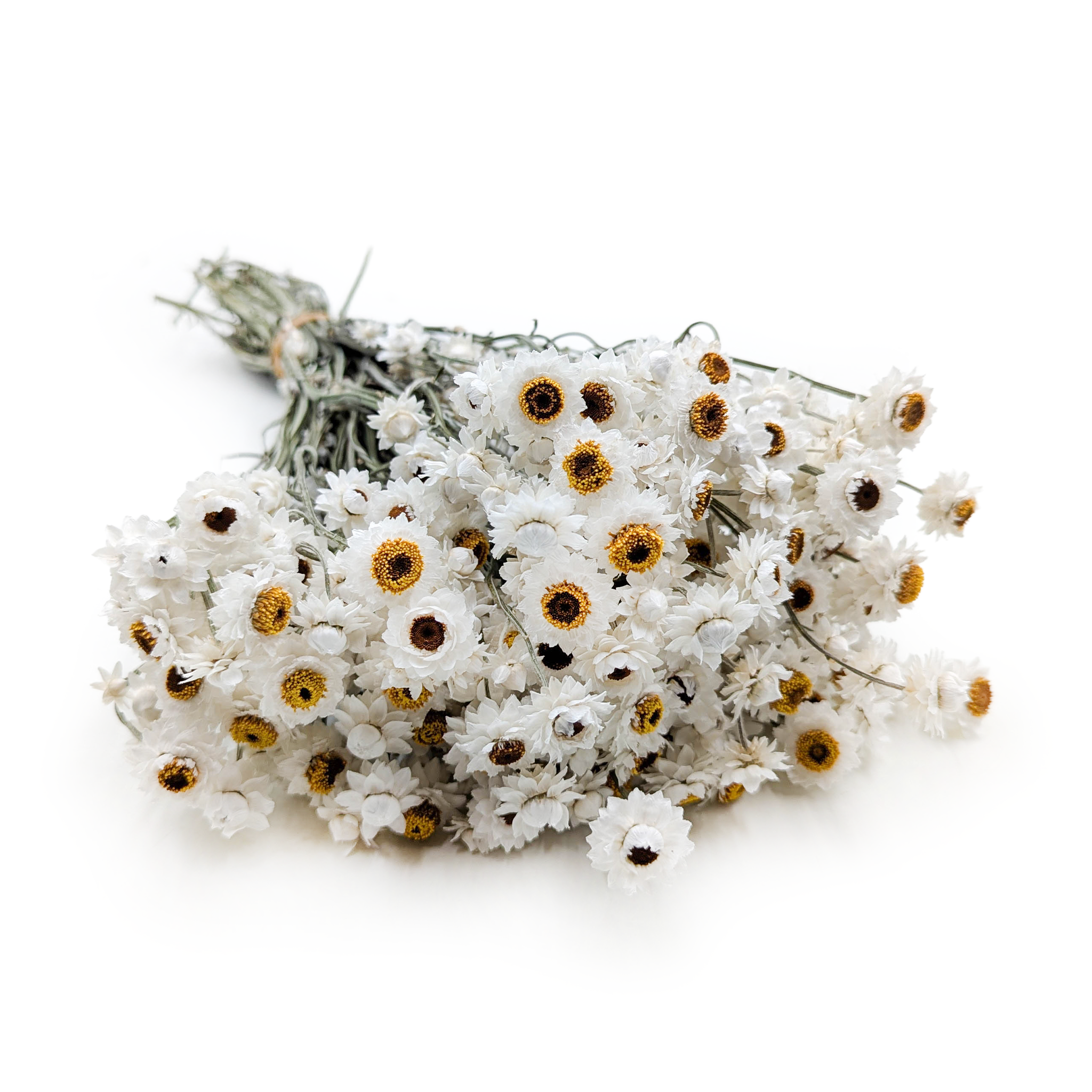Dried Ammobium – White Everlasting – (Ammobium alatum) – Natural White – PREMIUM