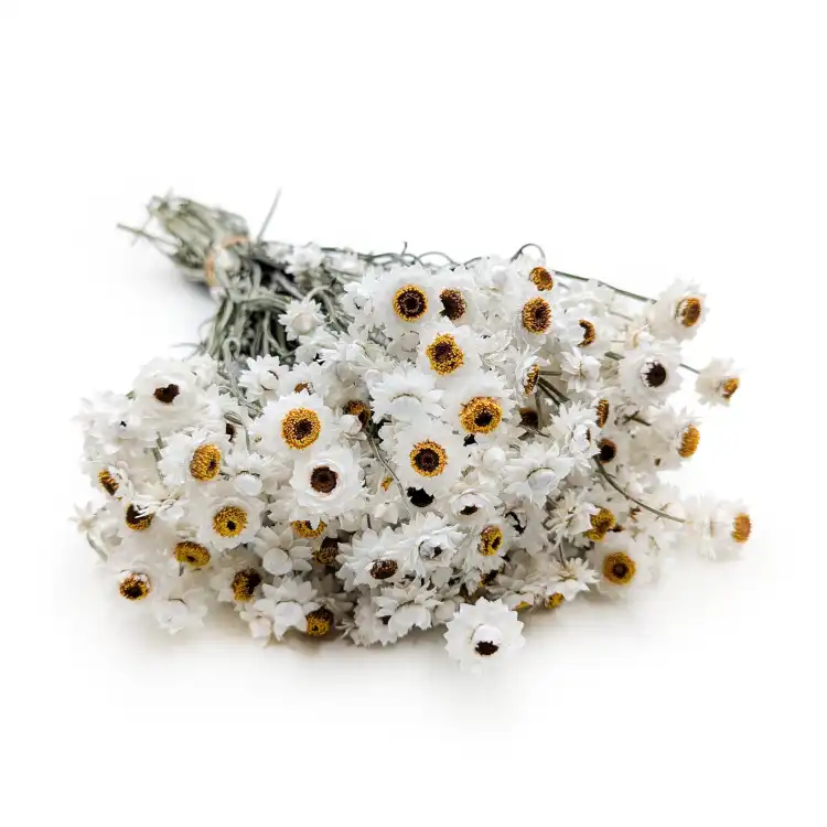 AMMOBIUM NATURAL PREMIUM SZ.png