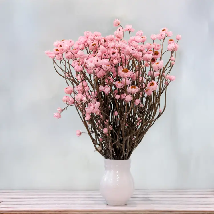 Ammobium jasny roz premium SZ 5.png