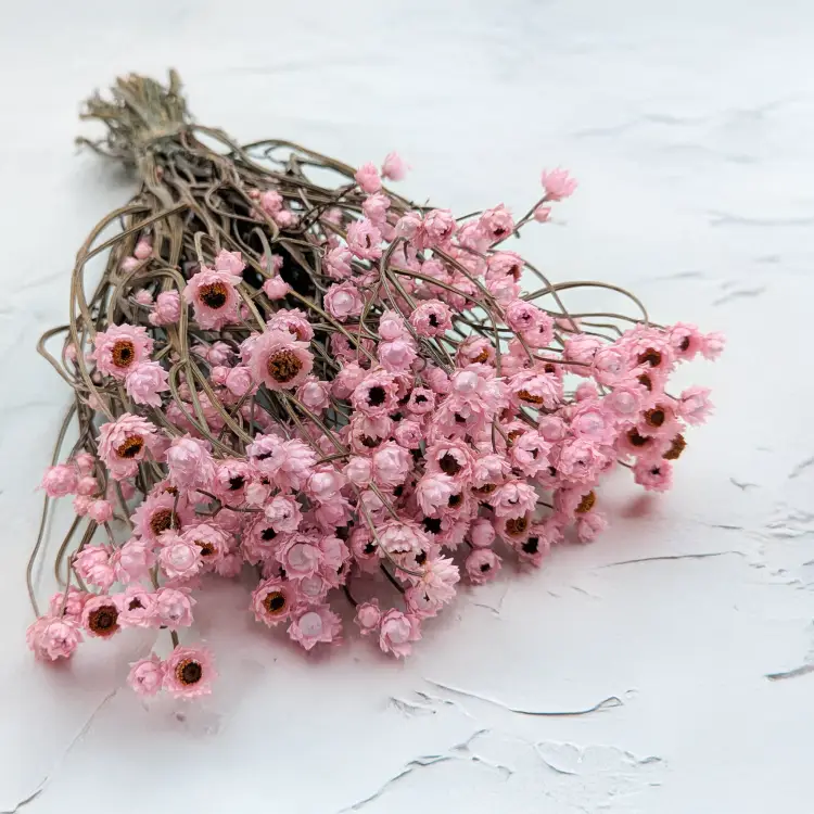 Ammobium jasny roz premium SZ.png