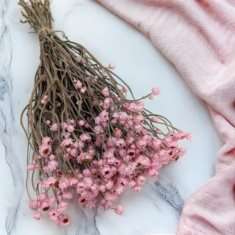 Ammobium jasny roz premium SZ 1.png