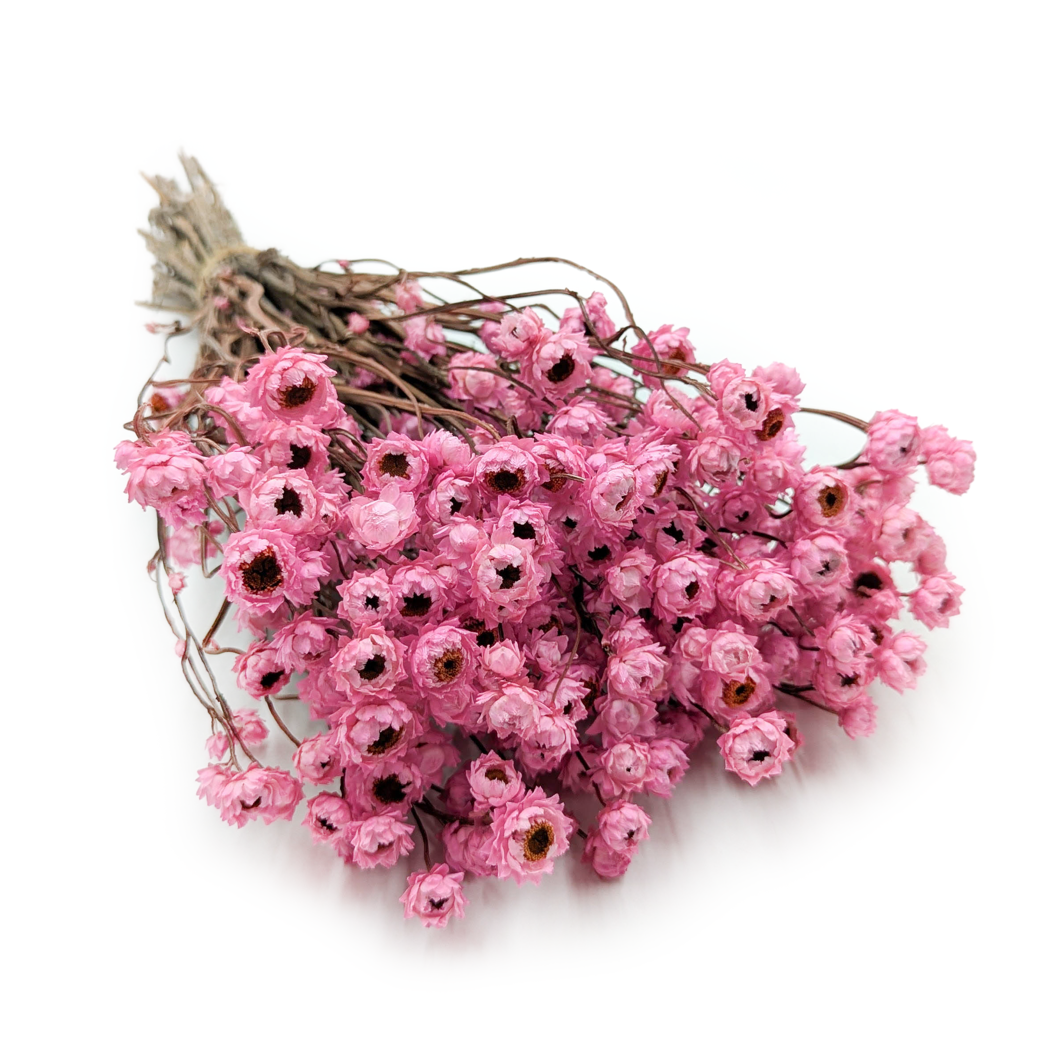 Dried Ammobium – Pink – (Ammobium alatum) – PREMIUM