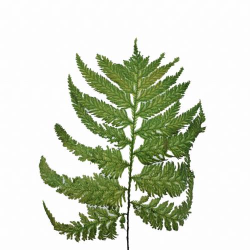 Paproc Strusia Jasna 1.jpg