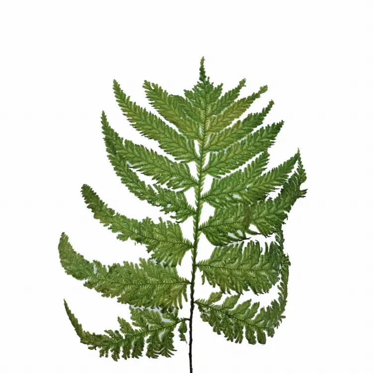 Paproc Strusia Jasna 1.jpg