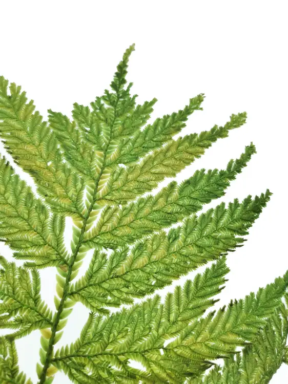 Paproc Strusia Jasna 2.jpg