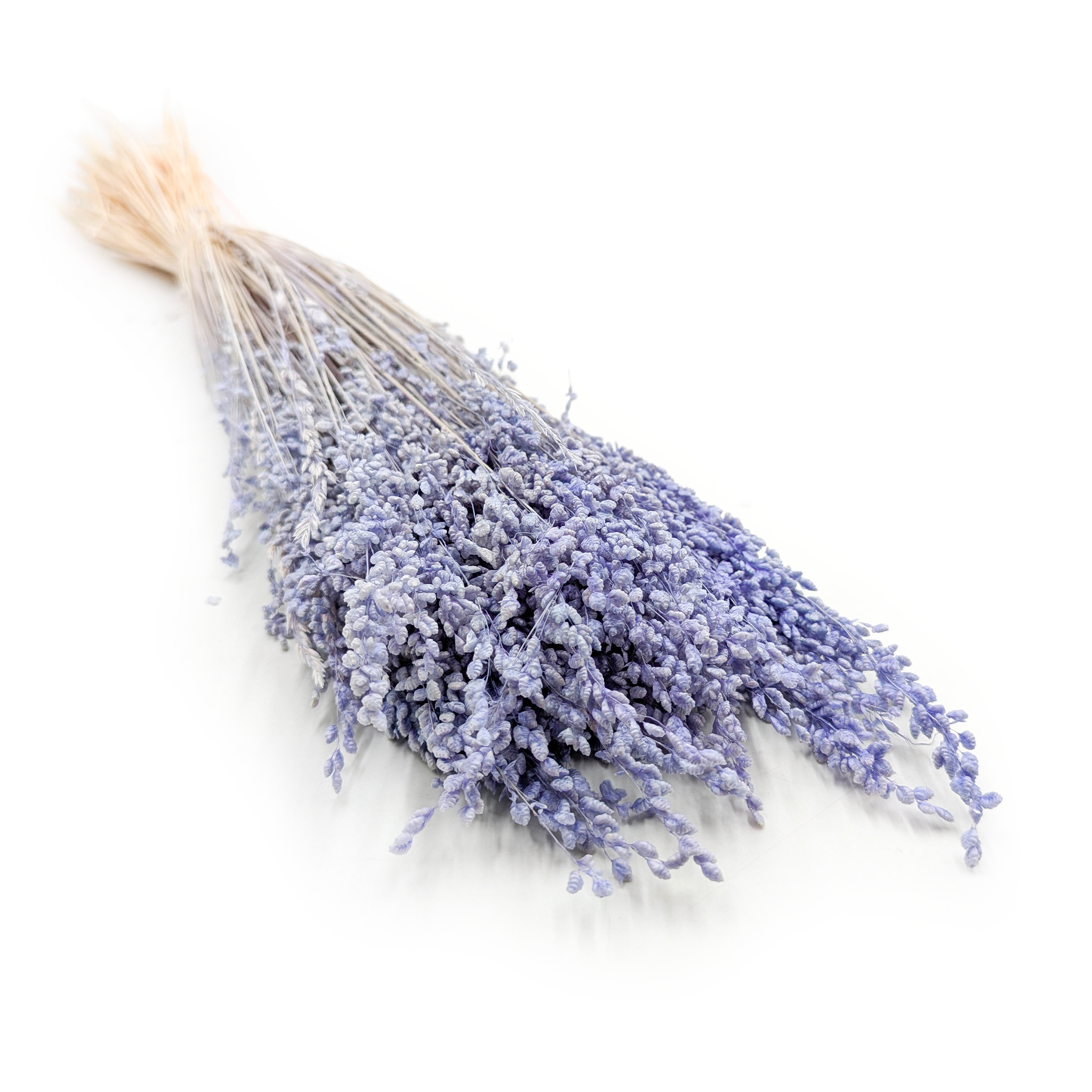 Dried Mini Quaking Grass – Briza minima – Lavender
