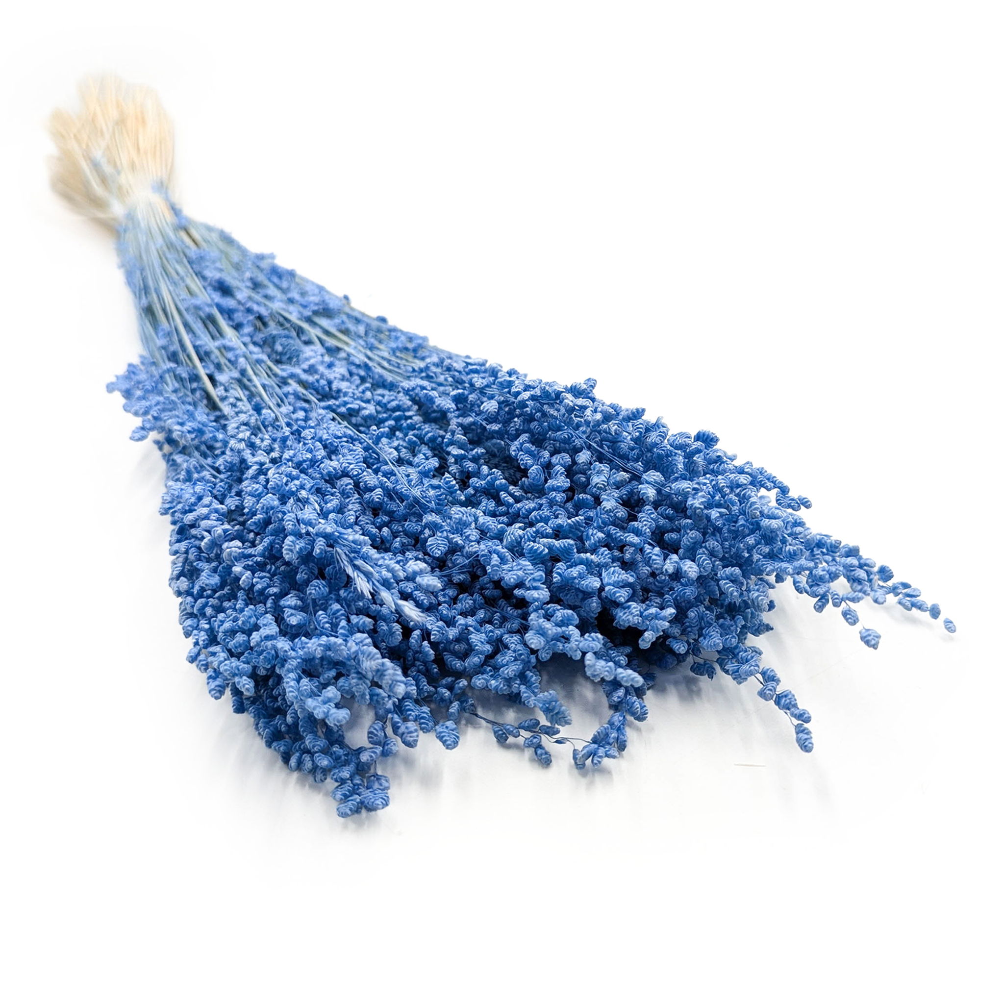 Dried Mini Quaking Grass -  Briza minima – Blue
