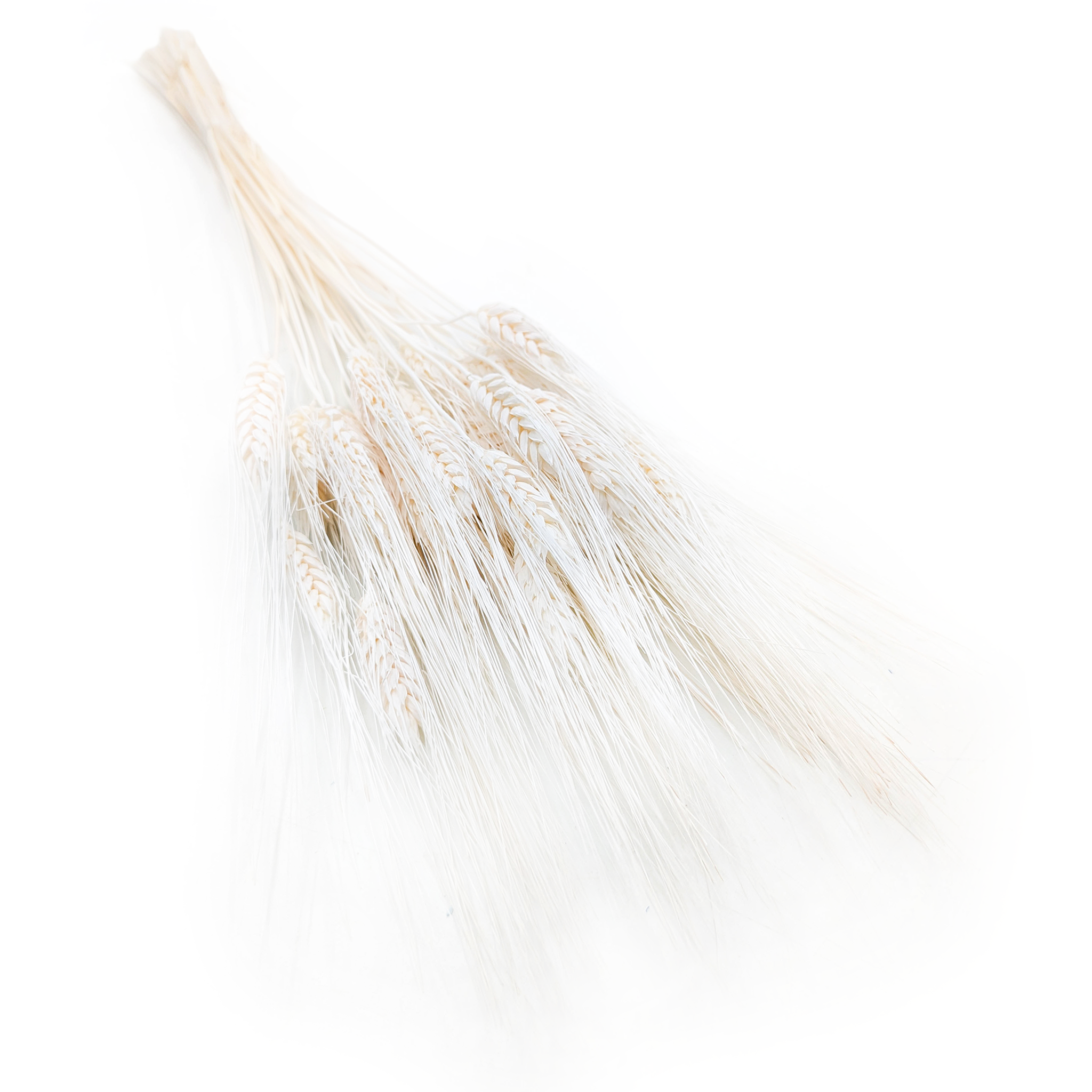 Dried Triticale - EXTRA Bleached