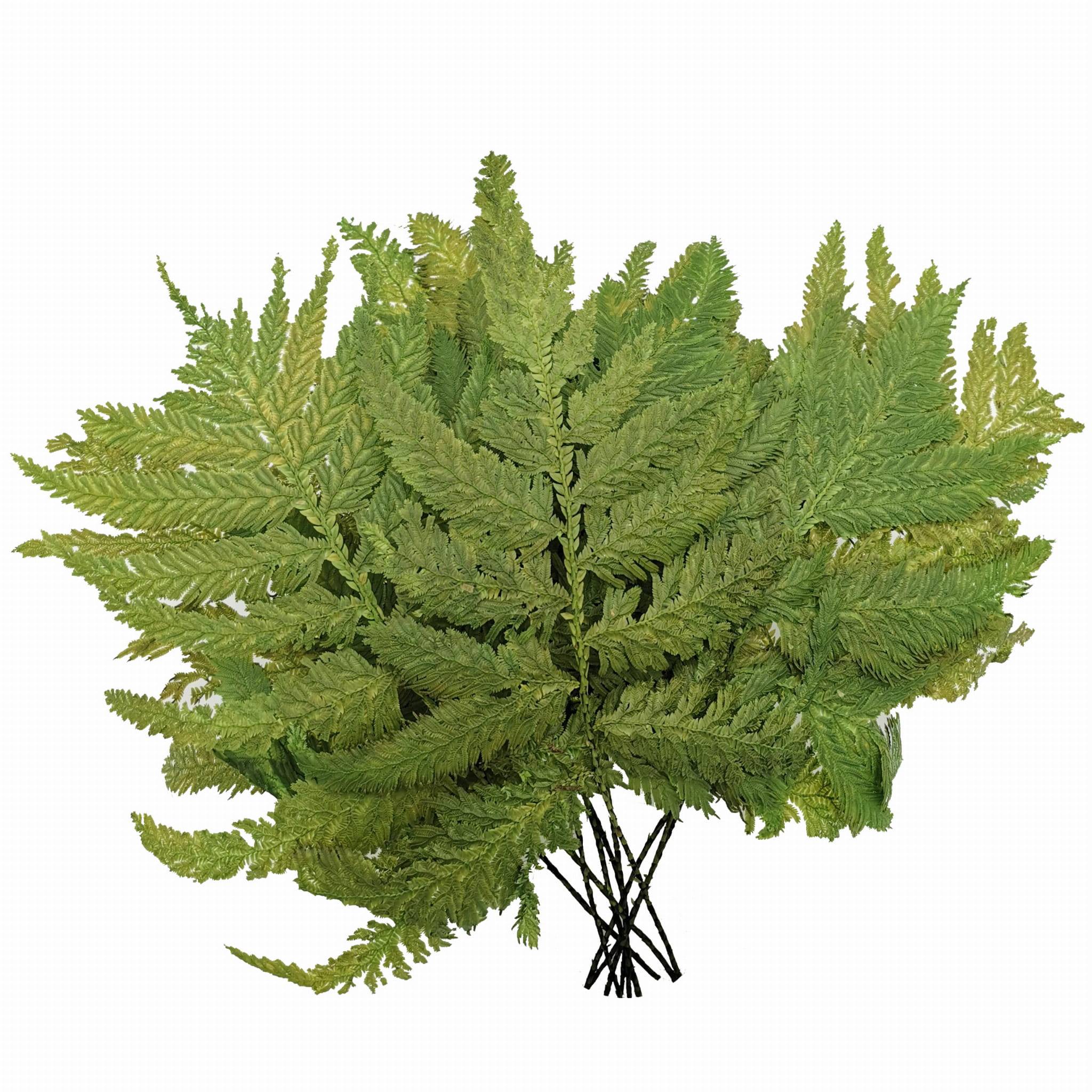 Preserved Fern - Ostrich fern - Light Green