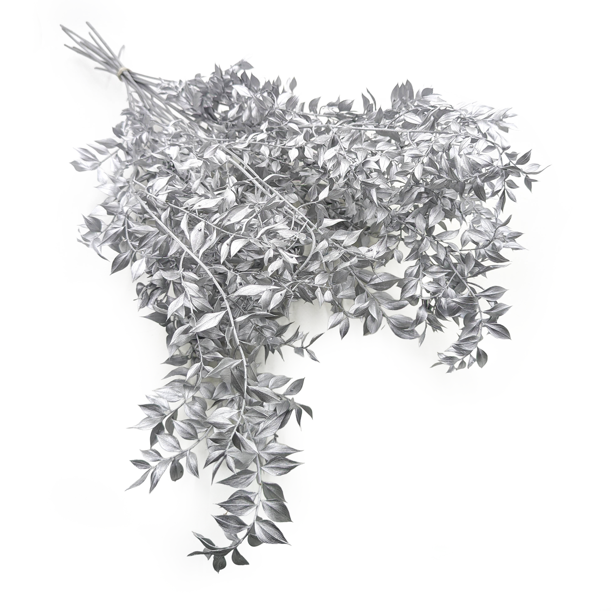 Dried Ruscus – Silver
