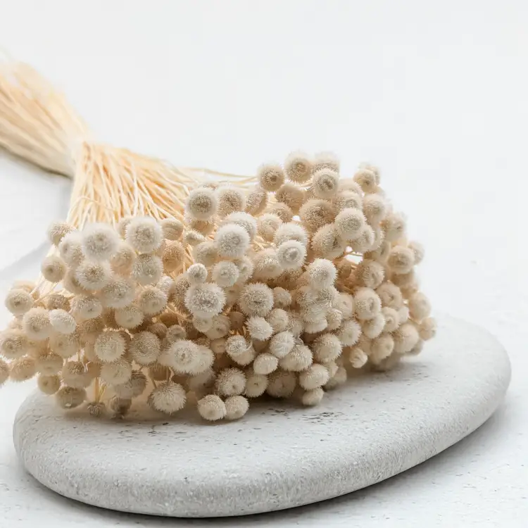 Amarelino bielone 3.png