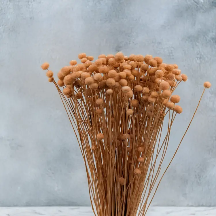 Amarelino brzoskwiniowe 3.png