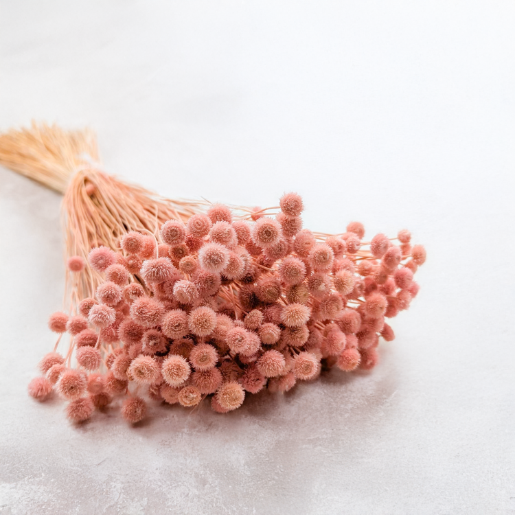 Amarelino różowe.png