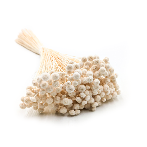 Amarelino bielone 11.png