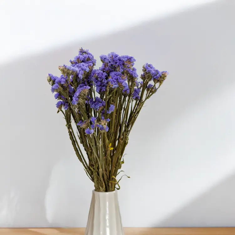 Zatrwian niebieski SZ 5.png