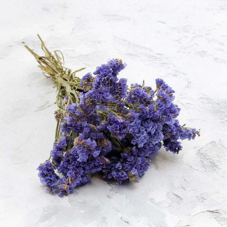 Zatrwian niebieski SZ 1.png