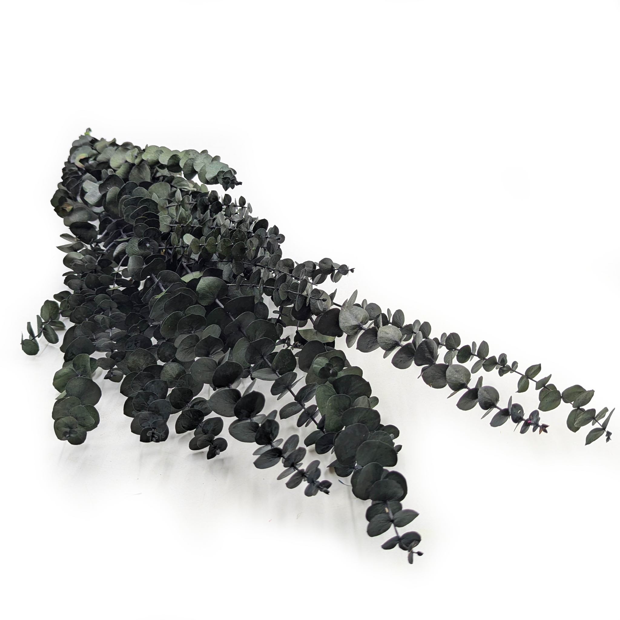 Preserved Eucalyptus - Baby  - Green