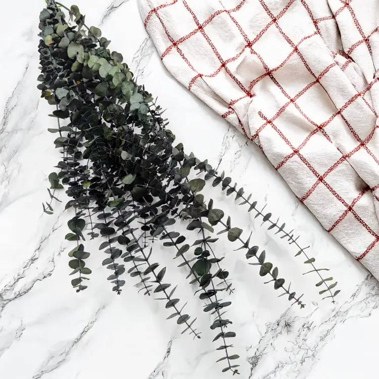 eukaliptus baby 1.png