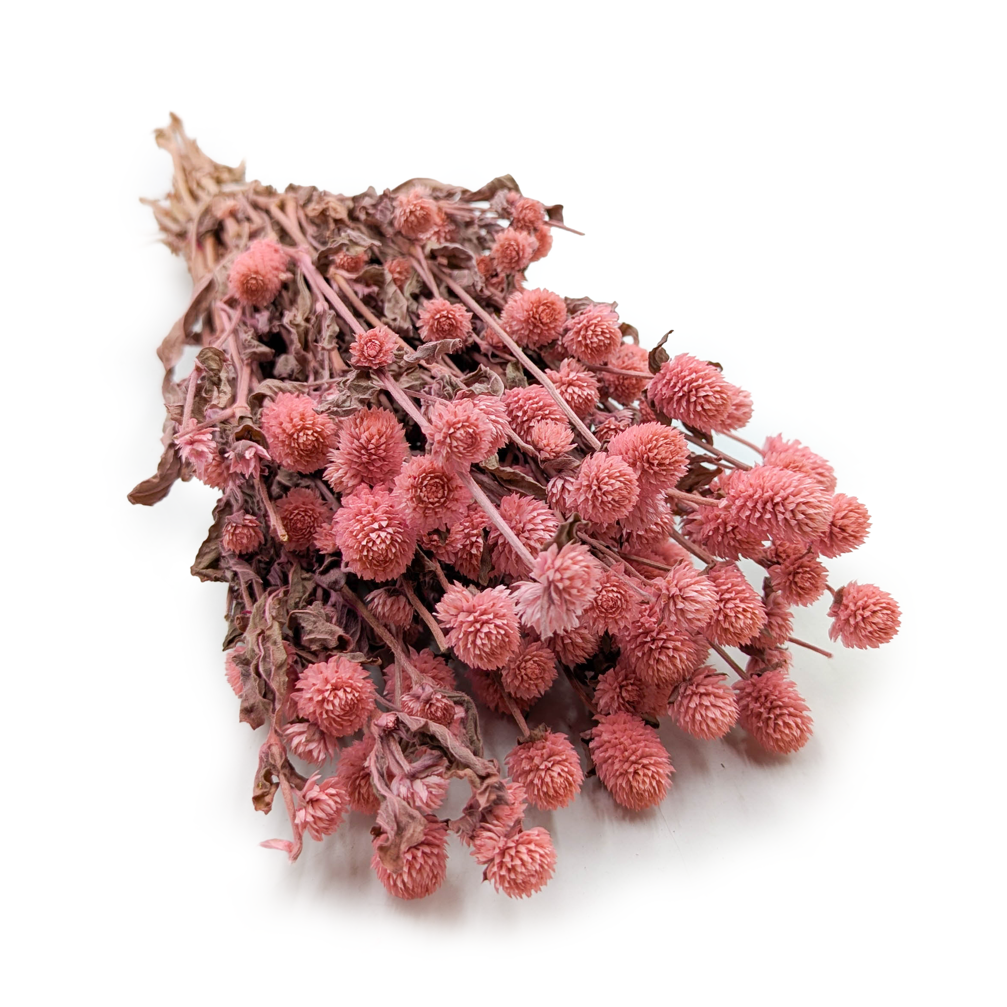 Globe Amaranth Dried  – Pink (Gomphrena Globosa)