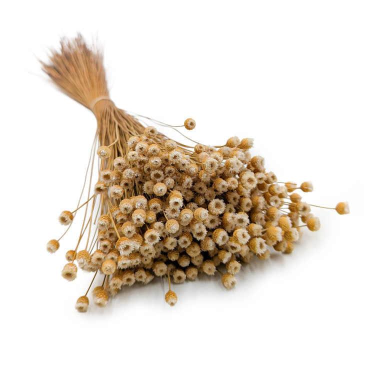 Jazilda naturalna 5.png