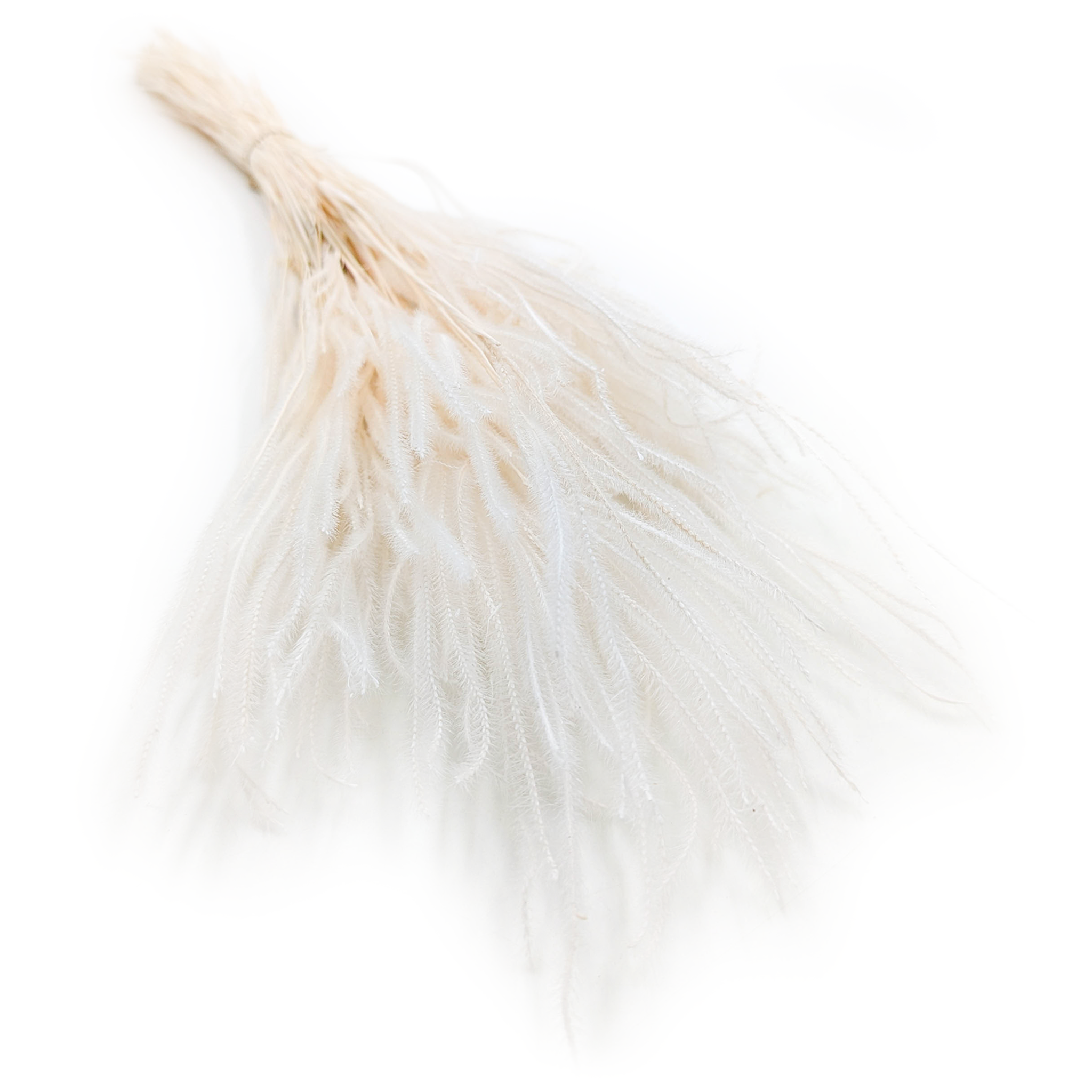 Ouro Preserved - Bleached