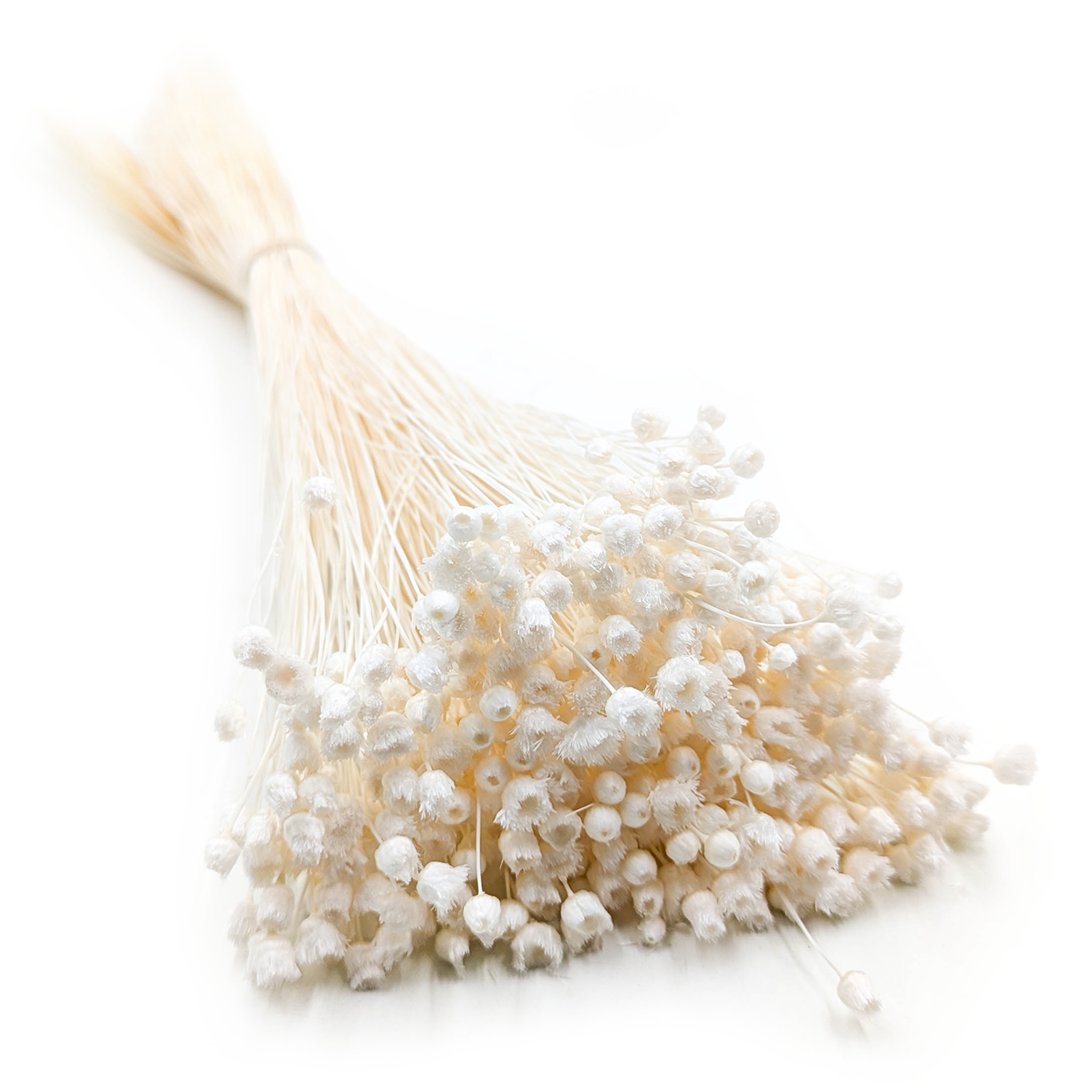 Jazilda Preserved - Bleached - Bouquet