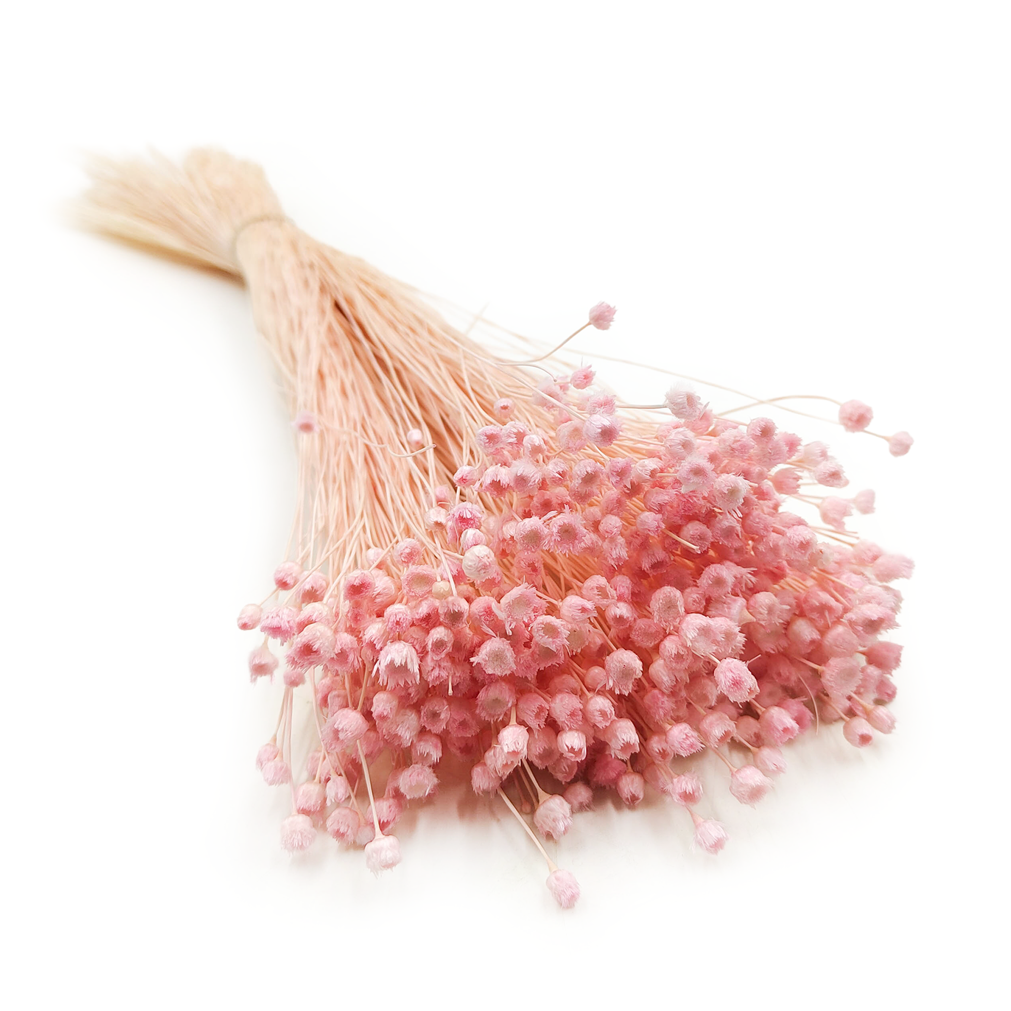 Jazilda Preserved - Pink - Bouquet