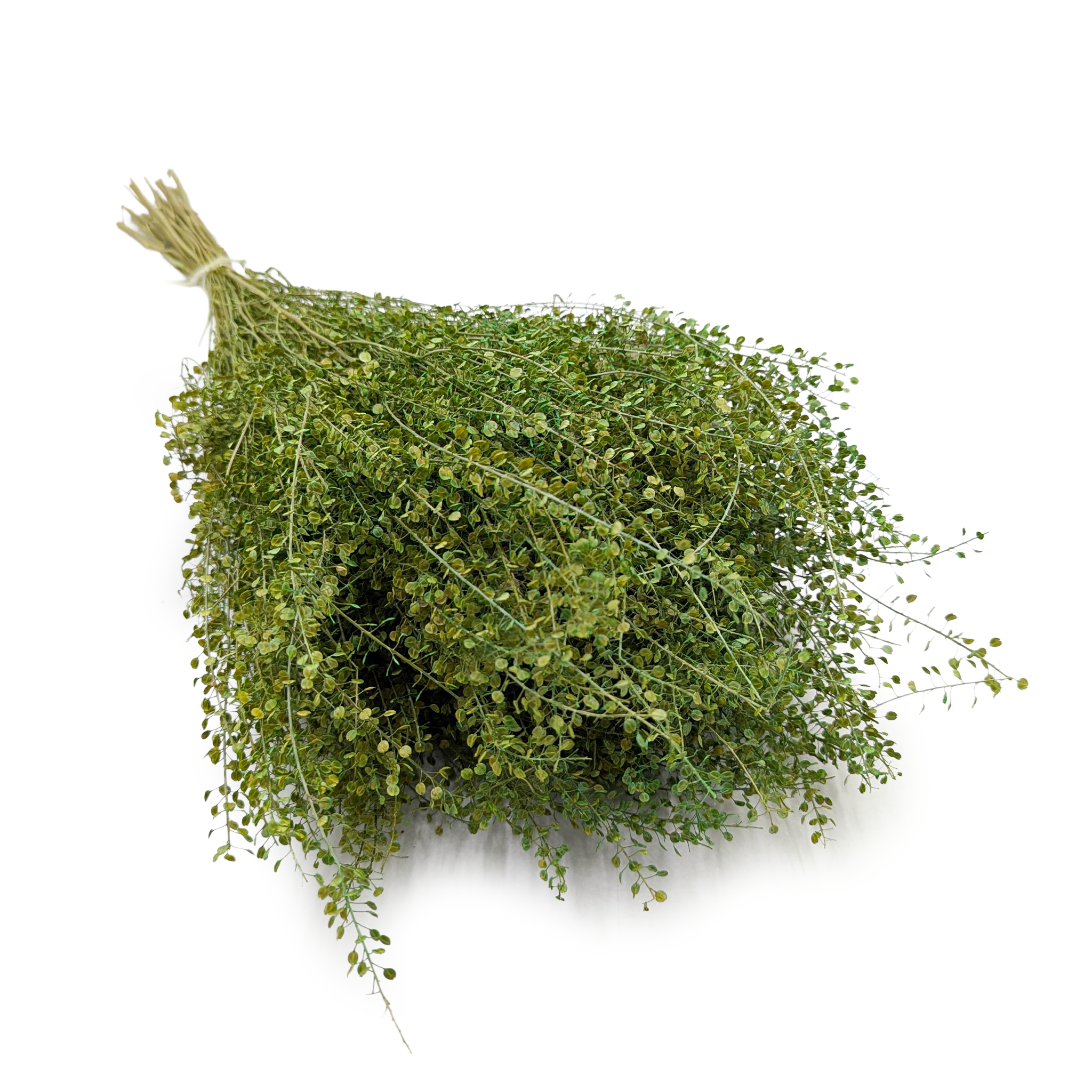 Dried Lepidium – (Lepidium sativum) – Green