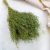Lepidium zielone IT 1.png
