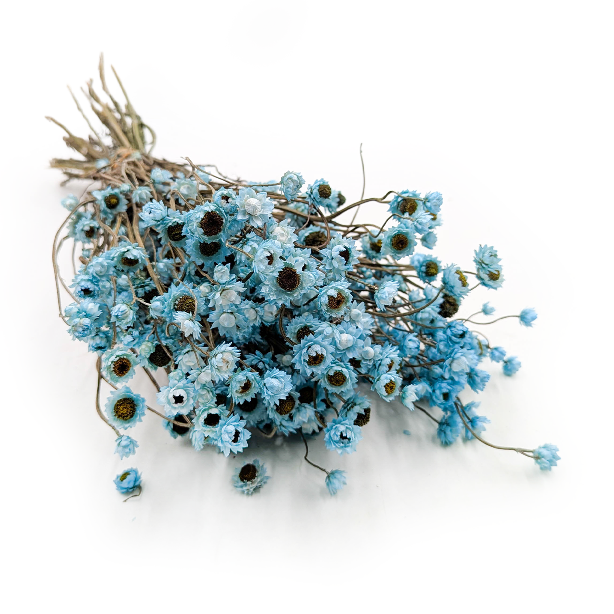 Dried Ammobium – Azure – (Ammobium alatum) – PREMIUM