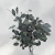 Populus IT 3.png