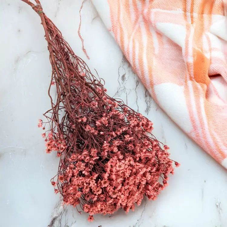 Oxodia - Łosiowa IT 2.png