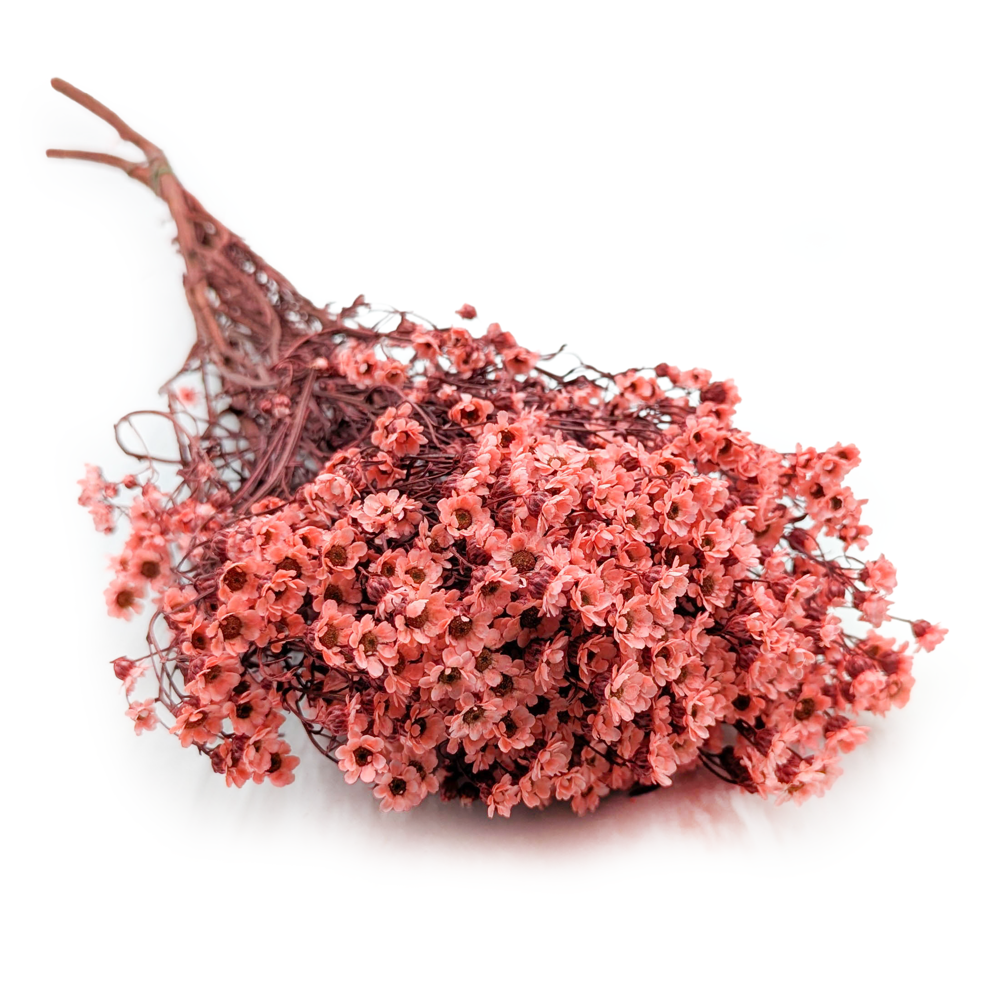 Dried Daisy - Oxodia – Salmon