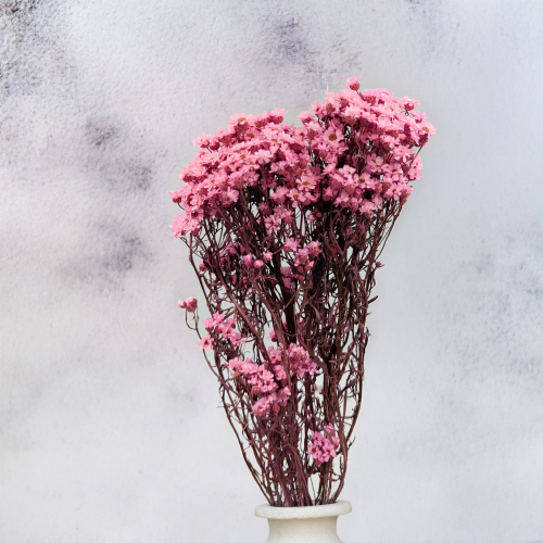 Oxodia Różowa IT 3.png