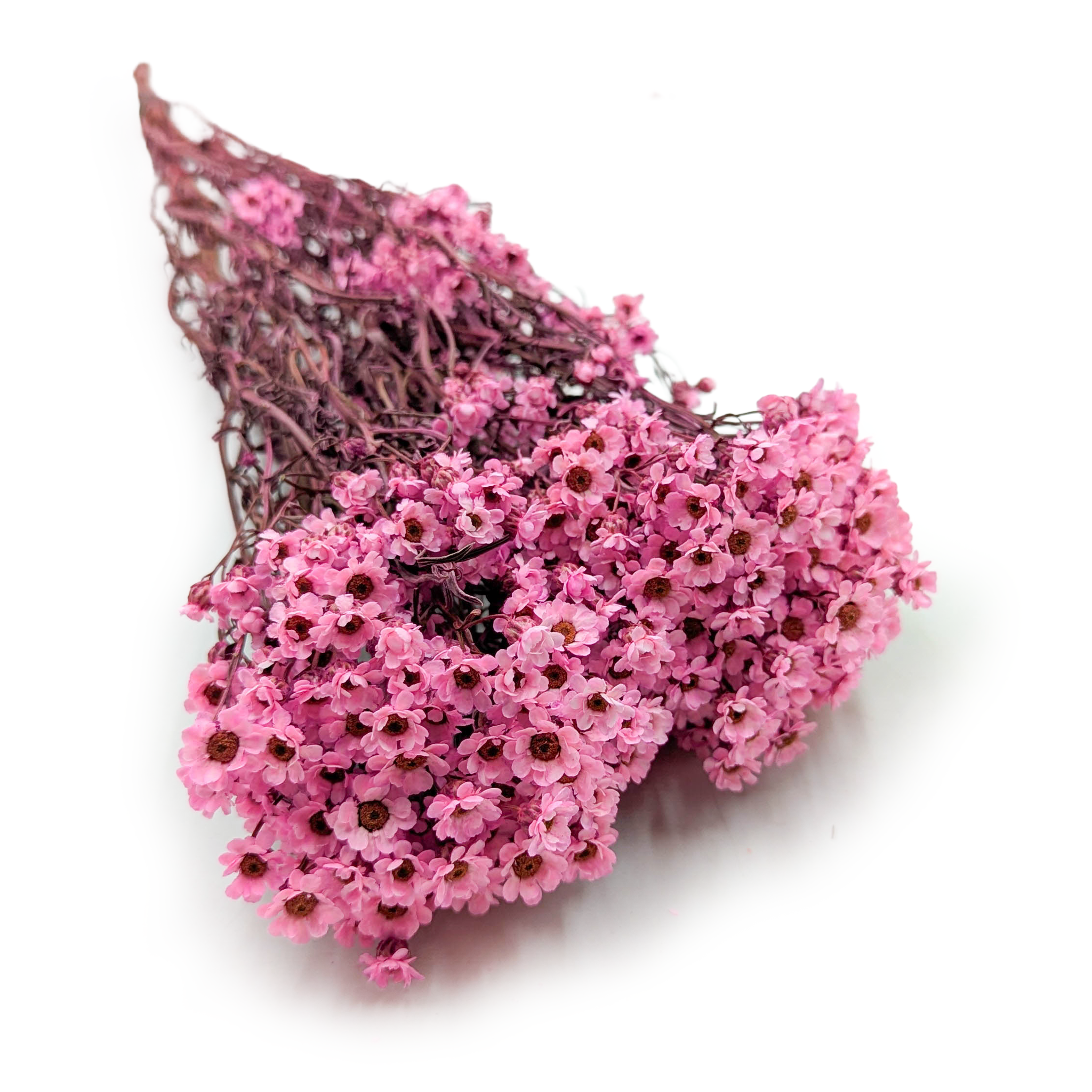 Dried Daisy - Oxodia - Pink