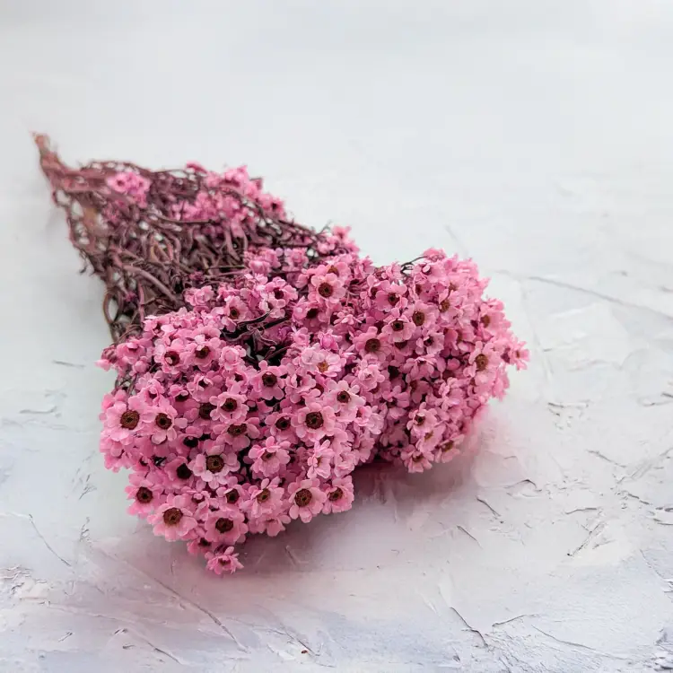 Oxodia Różowa IT 1.png