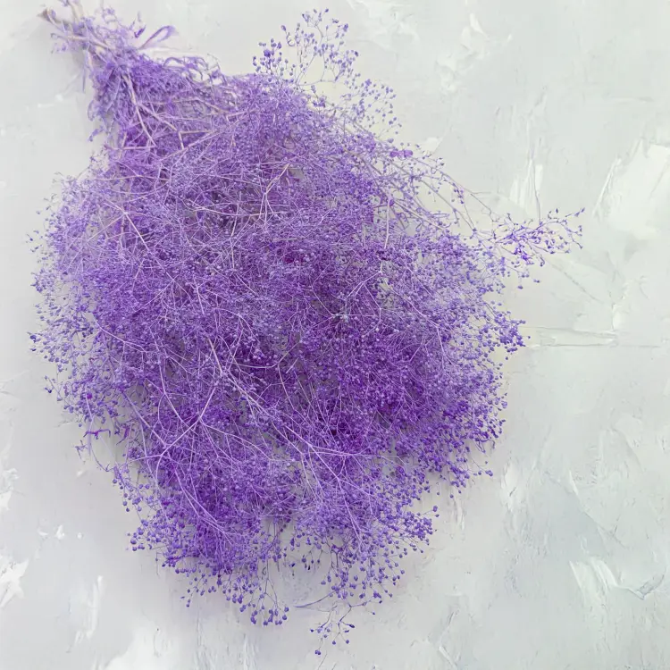 Gipsówka Mini Liliowa 1.png