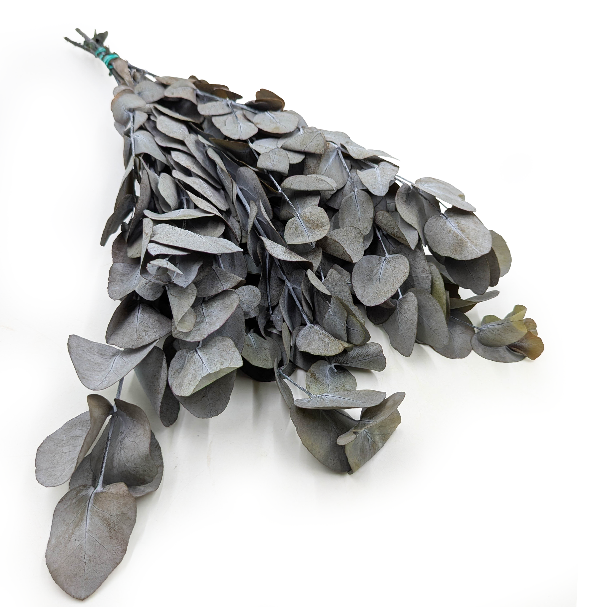 Stabilised Eucalyptus – Espiral – Grey-Green