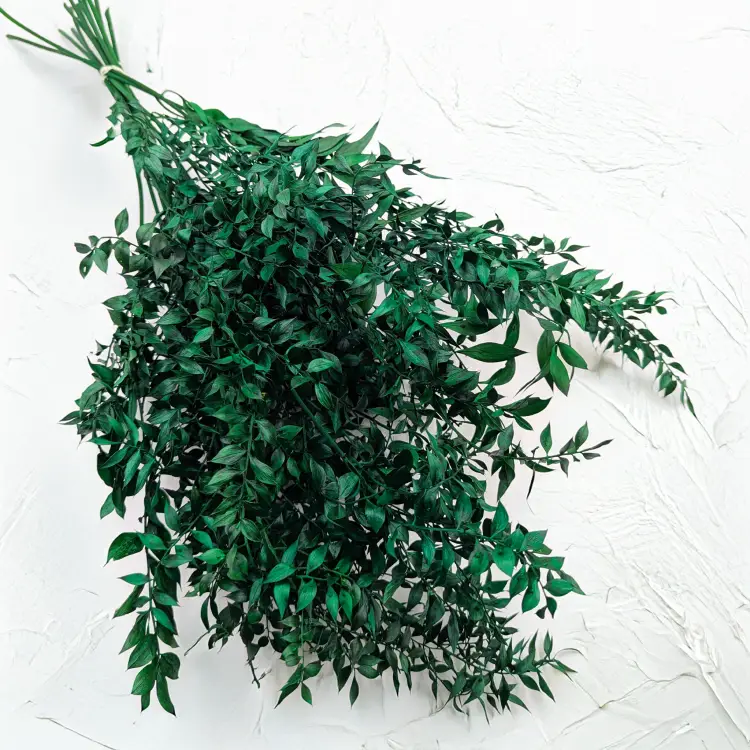 Ruskus suszony Zielony IT 1.png