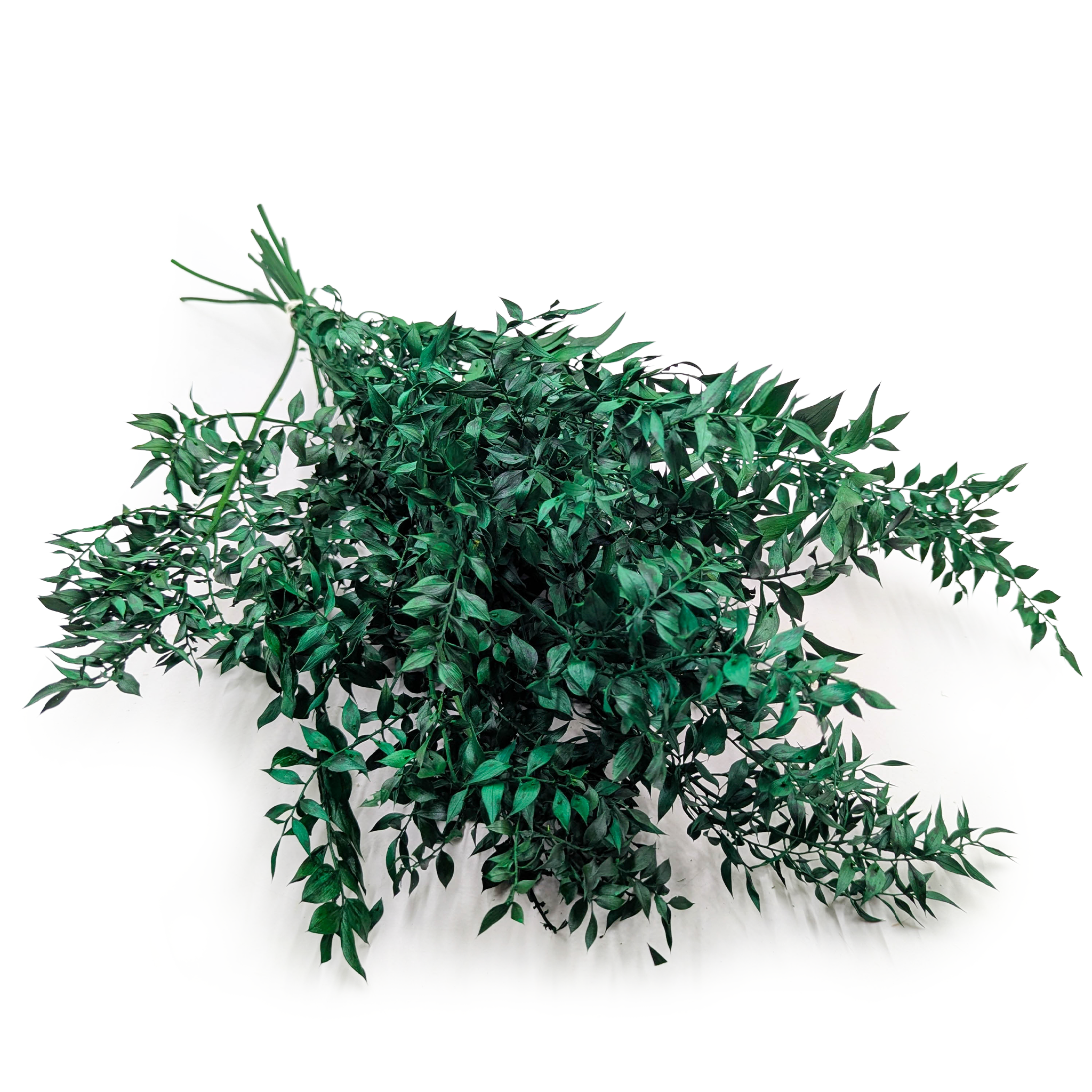 Dried Ruscus – Green