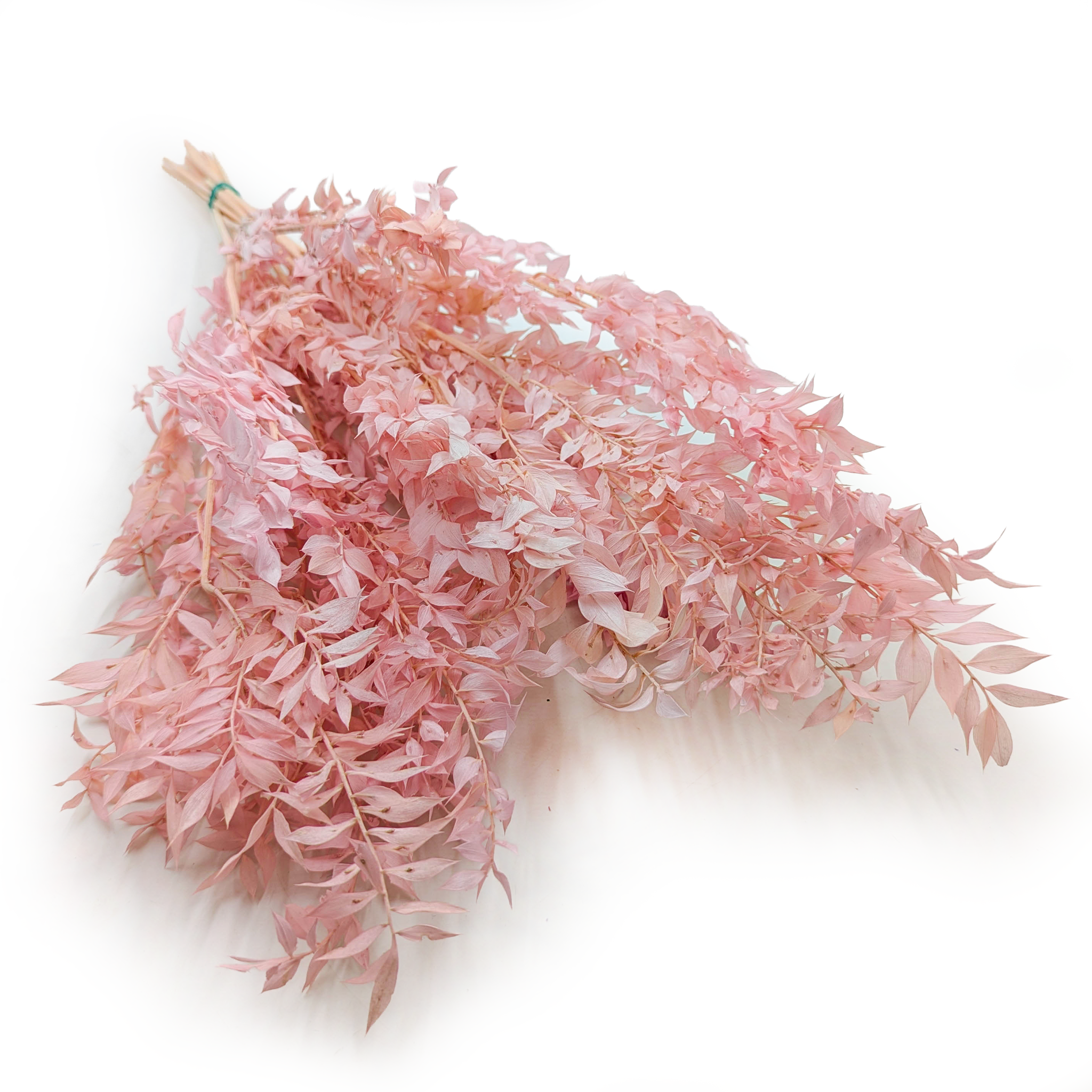 Ruscus Preserved - Powder Pink